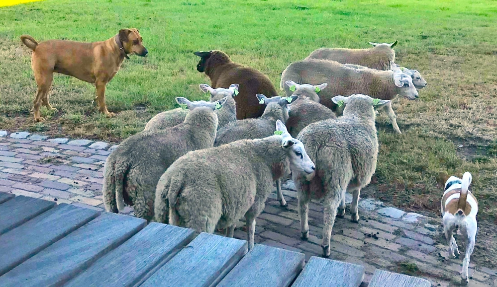 Hondjes en schapen